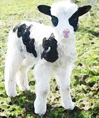 Jacob causes the goats to bear speckled kids